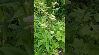 foxglove Beardtongue #foxglove #Beardtongue