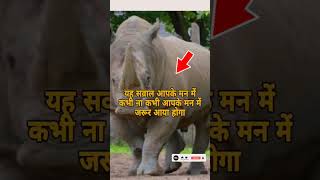 how old is the rhinoceros #amazingfacts8 Little-Known Facts About गैंडा की उम्र कितनी हैं