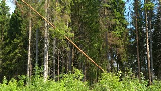 Санитарная рубка в Пуловском лесу