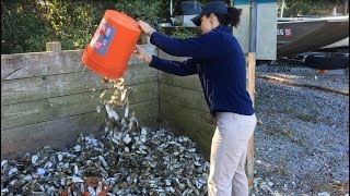 Good Catch Goes Local: SCDNR's Oyster Shell Recycling Program