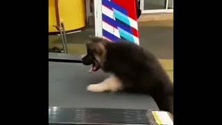 working out. . .German shepherd  puppy