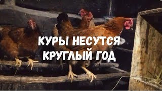 Куры несутся круглый год