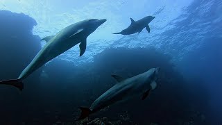 Sha'ab Claude Red Sea Diving with Dolphins 🐬 | Eindeloosreizen.nl