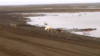 Franz Josef Land Белый мишка на ЗФИ Арктика о.Земля Александры