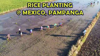 RICE PLANTING AT MEXICO, PAMPANGA (VLOG #46)