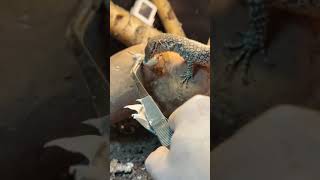 First Tong Feeding With My New Peacock Monitors (Varanus auffenbergi) 4K