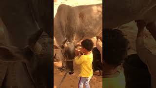 छोटी-छोटी गैया छोटे-छोटे ग्वाल🐄😱 (07) #cow #shorts