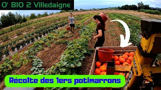 Récolte des POTIMARRONS et on continue les légumes et melons