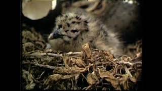 Birds on Puffin Island, 1948