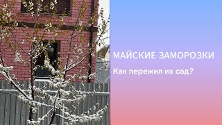 Майские заморозки. Как пережил сад?