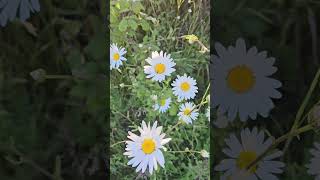 Daisies. #naturelover #relaxing #healingnature #flowers