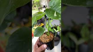 Monstera Deliciosa Thai Constellation Baby