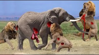 Most incredible ! Lion vs elephant real fight | elephant rescued  buffalo from lion attack | wildlif