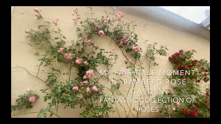 My Fairytale Moments in Bamberg Rose Garden, Germany