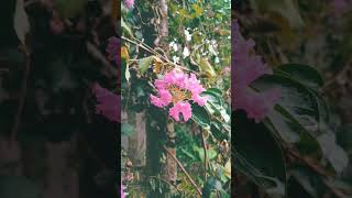 Crape myrtle #shorts #reels #shortfeed #crapemyrtle #shortvideos #youtubeshorts #viral