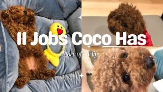 11 Jobs Coco Has 🐶❤️