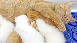 Блаженный сон: шесть пушистых котят дремлют с мамой-кошкой! 😺💤