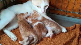 Mom cat feeding milk for cute newborn baby kittens lovely all