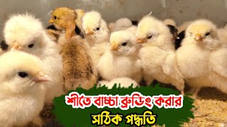 শীতে বাচ্চা ব্রুডিং করার সহজ পদ্ধতি || মুরগির বাচ্চা ব্রুডিং || Brooding || Nur Bhai