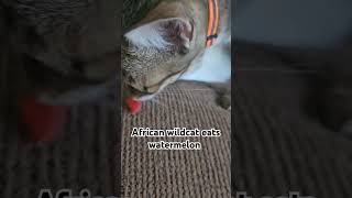 African wildcat eats watermelon #cute #cutespets #wildcat #animal #animals #pets #pets #fypシ゚viral