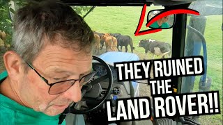 Cow VS Land Rover - Cow Won!!