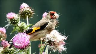 himalayan goldfinch