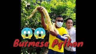 Burmese Python | Subokan nating hawakan