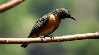 spot winged starling