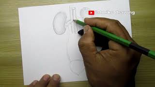 how to draw human secretory system