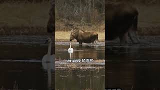 Beavers can change the material of there skin?! #shorts #beavers #animals #wildlife #interesting