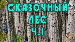 Сказочный осенний лес. Ч1. Видео от Sonykpk