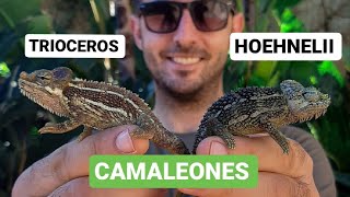 CAMALEONES de MONTAÑA 🦎 Trioceros hoehnelii ⛰ Cuidados, información...