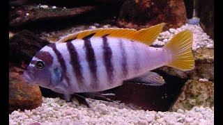 Mbuna's Cichlids TANK 7 INCH FISH