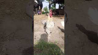 Big Rooster 🐓 HD vlog