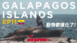 [EP11]連名字可能你都沒聽過的奇特動物寶地 - 加拉巴哥群島🦧Galápagos Islands | 達爾文進化島 | 88日中南美EP11