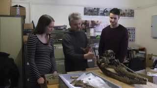 Ichthyosaur Skull Conservation - Part 1