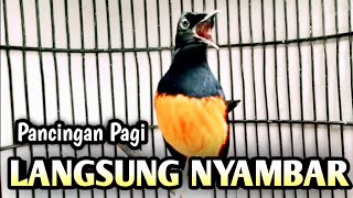 MURAI BATU GACOR AMPUH BUAT PANCINGAN MURAI BATU AGAR BUNYI CEPAT BIKIN MURAI BONGKAR MATERI