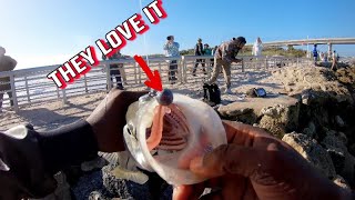 The Lure That Catches EVERYTHING (Sebastian Inlet) {Thumpershrimp}