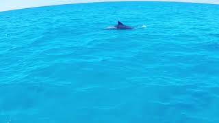 Chasing Dolphins in Hawaii