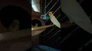 Cockatiel Lovestatus💕🥰❤️‍🩹#viralvideo#shortsfeed#cokatiel#ytshorts#viral_video@BirdsLifestyle-j8z