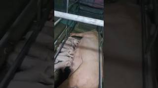 Bagong Walong Biik #viral #backyardfarming #shorts #trending #shortvideo #countryside