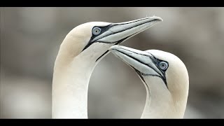 Gannet life in Newfoundland, Canada