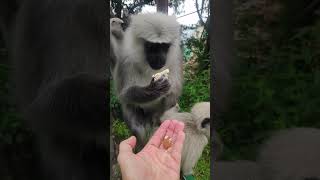 Monkey short video, gray monkey eat bread #funnymammals #monkeymammals