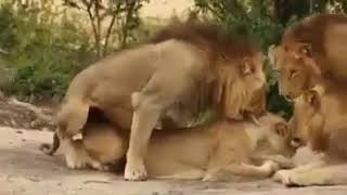 Lions having a threesome