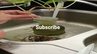 How to cut money plant damage roots