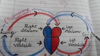 #double circulation_#what_double circulation_#best_education_aruaggarwal#human double circulation_#