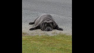 Big Dog has a beer - Kokatahi Hotel Hokitika