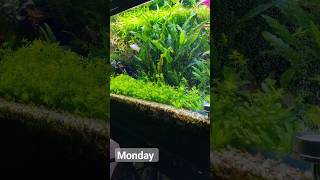 Slow moving plenum #mood #plenum #daso #slowmovingplenum #plantedtank #planted aquarium