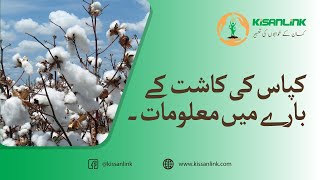 Cotton Facts And Cultivation Tips | Part 1|KisanLink