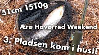 3. PLADS 🥉 Ærø Havørred Weekend 🎣 Fint med fisk 🐟 Del 3/3 📸 Havørred Fiskeri